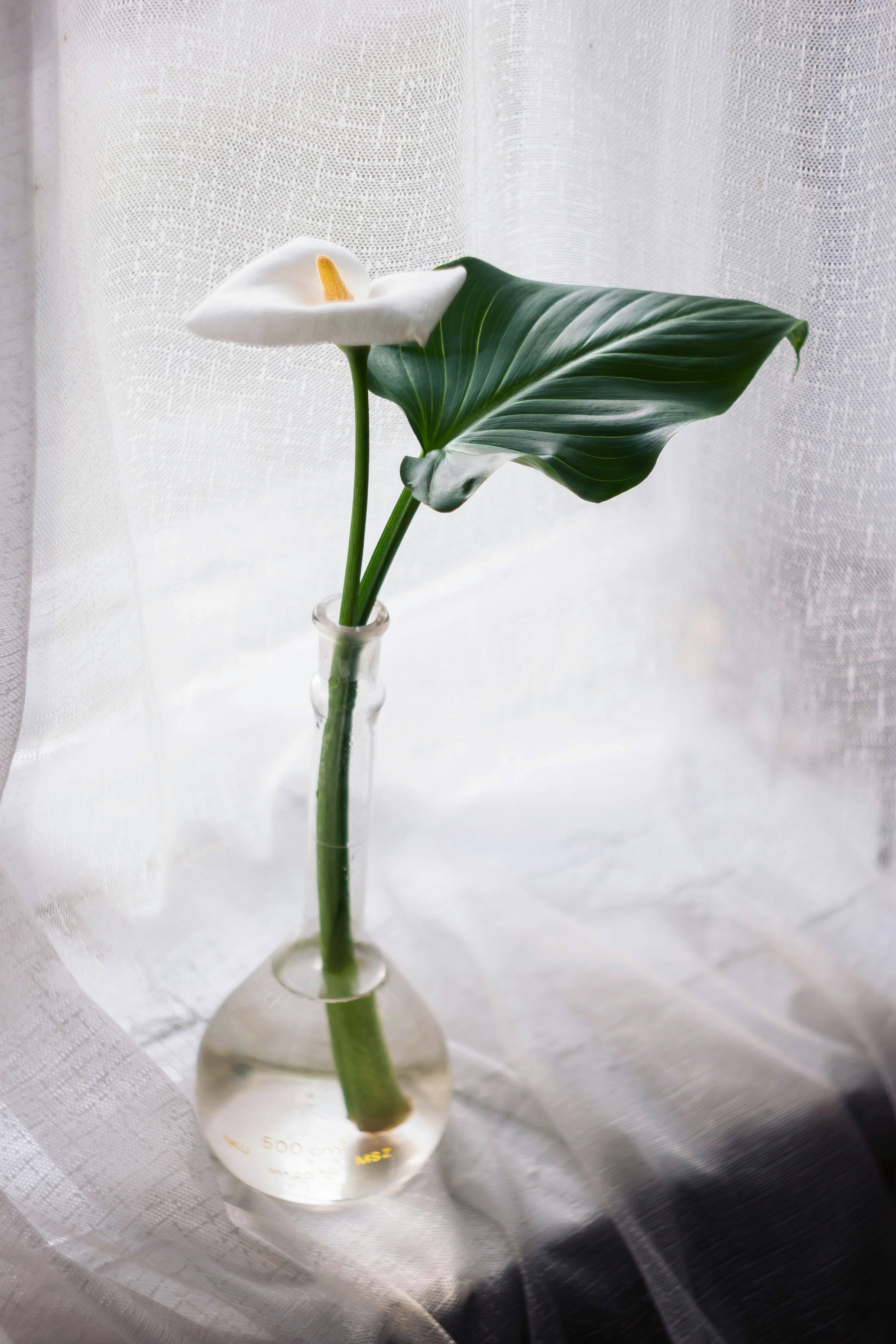 white flower with green leaves